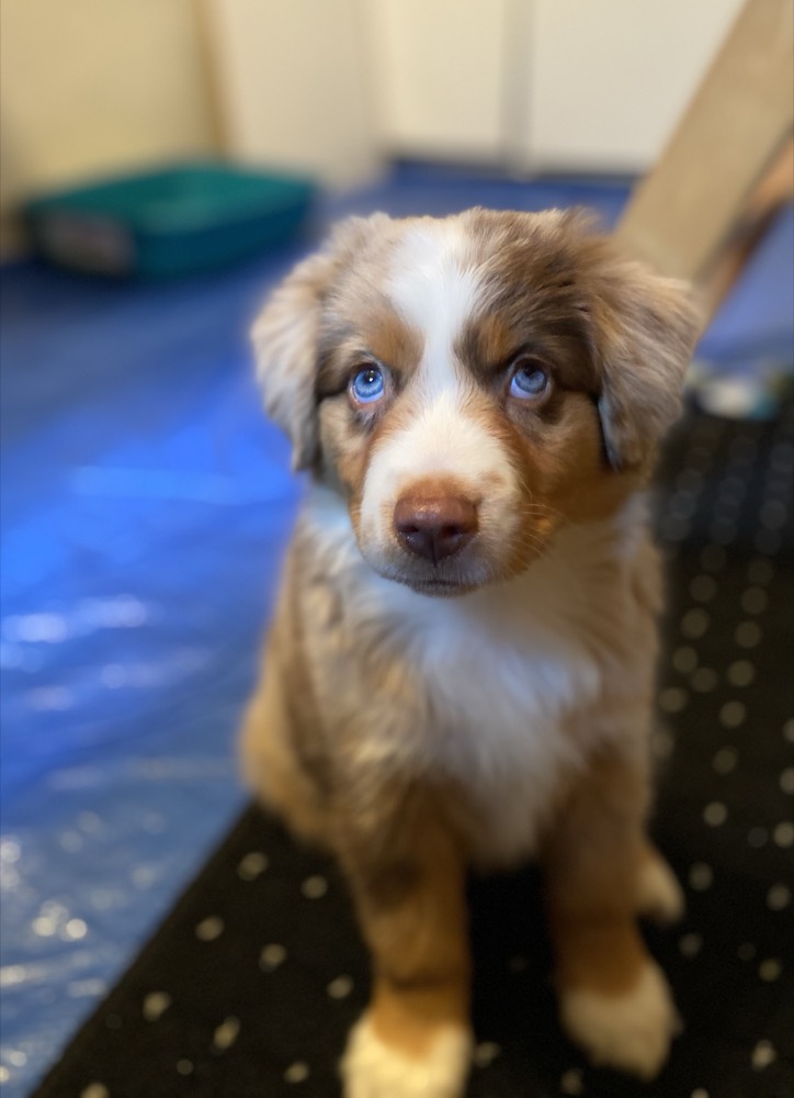Buddy, an Australian shepherd puppy with one blue eye, sitting in the grass